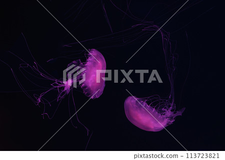 Group of Atlantic sea nettle jellyfish floating in illuminated aquarium Group of Atlantic sea nettle jellyfish floating in illuminated aquarium 113723821