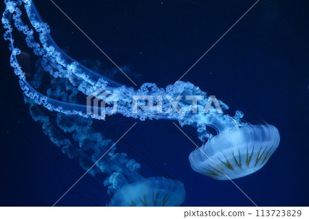 Group of Jellifish South american sea nettle, Chrysaora plocamia swimming in dark water of aquarium Group of Jellifish South american sea nettle, Chrysaora plocamia swimming in dark water of aquarium 113723829