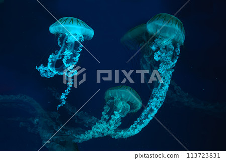 Group of Jellifish South american sea nettle, Chrysaora plocamia swimming in dark water of aquarium Group of Jellifish South american sea nettle, Chrysaora plocamia swimming in dark water of aquarium 113723831