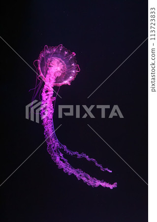 Purple striped Jellyfish, Chrysaora colorata swimming in dark water of aquarium 113723833