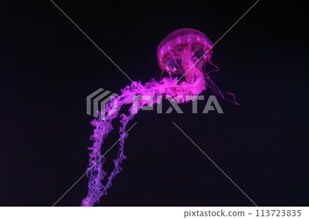 Purple striped Jellyfish, Chrysaora colorata swimming in dark water of aquarium Purple striped Jellyfish, Chrysaora colorata swimming in dark water of aquarium 113723835