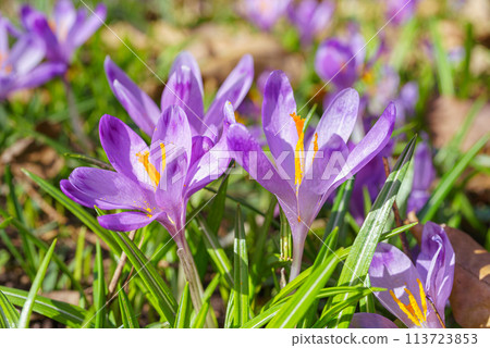 Beautiful purple spring crocuses in the garden, floral background 113723853