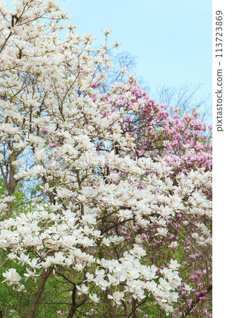 Blooming tree with white Magnolia soulangeana flowers outdoors Blooming tree with white Magnolia soulangeana flowers outdoors 113723869