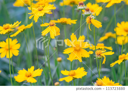 Field of yellow flower lance leaved, Coreopsis lanceolata, Lanceleaf Tickseed or Maiden's eye Field of yellow flower lance leaved, Coreopsis lanceolata, Lanceleaf Tickseed or Maiden's eye 113723880