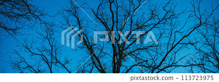 Panoramic View On Trees Without Leaves With Blue Sky. Natural Bold Blue Night Starry Sky Background. Bright Dramatic Sky. Night Starry Sky In Blue Aquamarine Colors. Glowing Stars 113723975