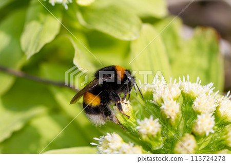 Briarwood Bumblebee 113724278