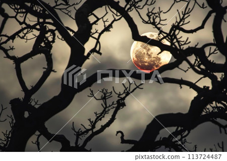 A full moon framed by silhouetted tree branches, evoking a sense of nocturnal mystery and the beauty of the night sky. A full moon framed by silhouetted tree branches, evoking a sense of nocturnal mystery and the beauty of the night sky. 113724487