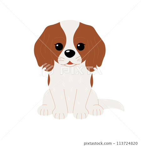 Cute Cavalier King Charles Spaniel dog isolated on white background. Vector flat illustration 113724820
