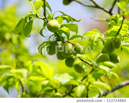 Plum fruit Plum fruit 113724860