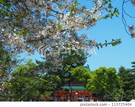 櫻花盛開的岡崎公園 113725404