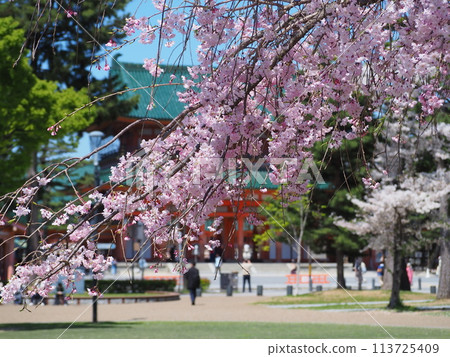 Cherry blossoms in Okazaki Park Cherry blossoms in Okazaki Park 113725409