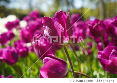 Bulbous flower that blooms every year in April, purple tulips with very vibrant colors, Turkey Istanbul Emirgan 113725475