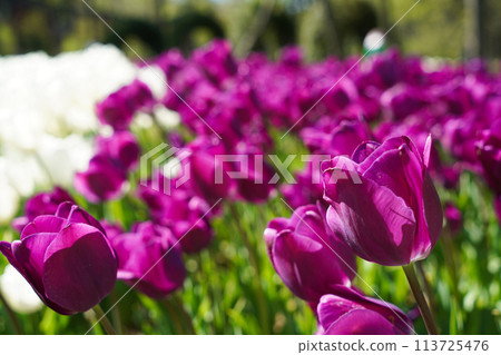 Bulbous flower that blooms every year in April, purple tulips with very vibrant colors, Turkey Istanbul Emirgan 113725476