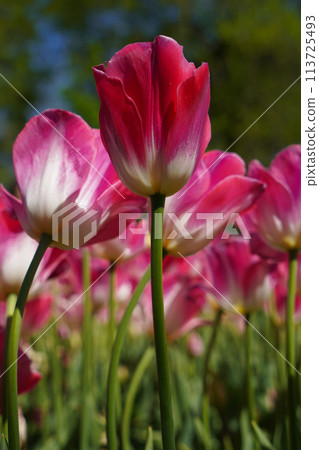 Bulbous flower that blooms every year in April, pink tulips with very vibrant colors, Turkey Istanbul Emirgan 113725493
