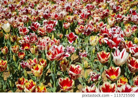Bulbous flower that blooms every year in April, red white tulips with very vibrant colors, Turkey Istanbul Emirgan Bulbous flower that blooms every year in April, red white tulips with very vibrant colors, Turkey Istanbul Emirgan 113725500