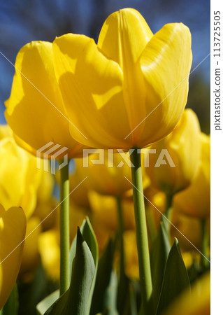 Bulbous flower that blooms every year in April, yellow tulips with very vibrant colors, Turkey Istanbul Emirgan Bulbous flower that blooms every year in April, yellow tulips with very vibrant colors, Turkey Istanbul Emirgan 113725505