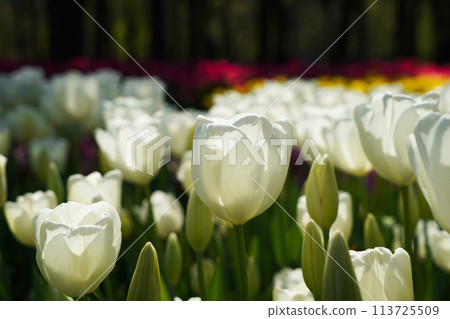 Bulbous flower that blooms every year in April, white tulips with very vibrant colors, Turkey Istanbul Emirgan Bulbous flower that blooms every year in April, white tulips with very vibrant colors, Turkey Istanbul Emirgan 113725509