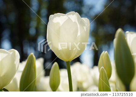 Bulbous flower that blooms every year in April, white tulips with very vibrant colors, Turkey Istanbul Emirgan Bulbous flower that blooms every year in April, white tulips with very vibrant colors, Turkey Istanbul Emirgan 113725510