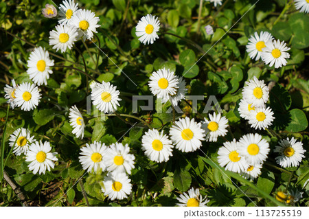 Cute little daisies that grow in their natural habitat, growing among meadows and grasses 113725519
