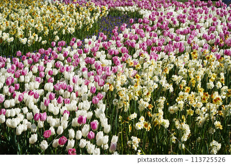 Bulbous flower that blooms every year in April, pink white tulips with very vibrant colors, Turkey Istanbul Emirgan 113725526