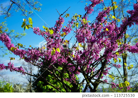 The tree called erguvan in Istanbul, which blooms purple flowers every year in april, purple flowers of cercis canadensis on the branches The tree called erguvan in Istanbul, which blooms purple flowers every year in april, purple flowers of cercis canadensis on the branches 113725530