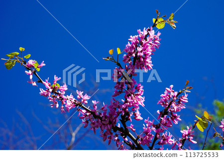 The tree called erguvan in Istanbul, which blooms purple flowers every year in april, purple flowers of cercis canadensis on the branches The tree called erguvan in Istanbul, which blooms purple flowers every year in april, purple flowers of cercis canadensis on the branches 113725533
