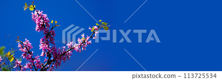 The tree called erguvan in Istanbul, which blooms purple flowers every year in april, purple flowers of cercis canadensis on the branches 113725534