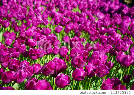 Bulbous flower that blooms every year in April, purple tulips with very vibrant colors, Turkey Istanbul Emirgan Bulbous flower that blooms every year in April, purple tulips with very vibrant colors, Turkey Istanbul Emirgan 113725535