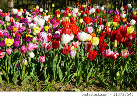 Bulbous flower that blooms every year in April, colorful tulips with very vibrant colors, Turkey Istanbul Emirgan Bulbous flower that blooms every year in April, colorful tulips with very vibrant colors, Turkey Istanbul Emirgan 113725545