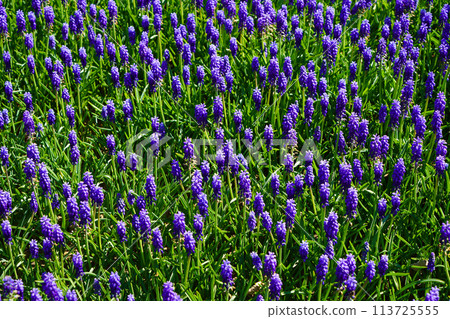 Blue magnificent arabian hyacinth in spring. Blue magnificent arabian hyacinth in spring. Turkey Istanbul Emirgan Blue magnificent arabian hyacinth in spring. Blue magnificent arabian hyacinth in spring. Turkey Istanbul Emirgan 113725555