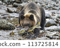 A brown bear claiming to be a salmon 113725814