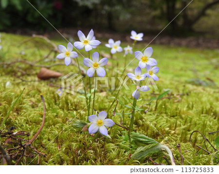 Baby's grass (Hinasou) 113725833