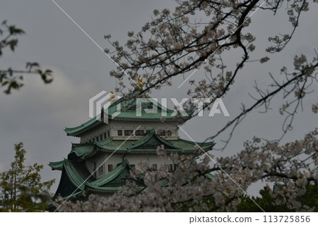 Sakura and Nagoya Castle Sakura and Nagoya Castle 113725856