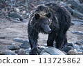 Brown bear on the beach 113725862