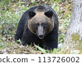 Brown bear with a big face 113726002