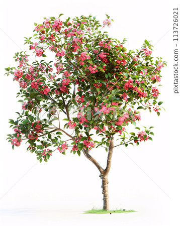 different types of  tree isolated on a solid white background 113726021