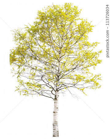 different types of  tree isolated on a solid white background 113726034