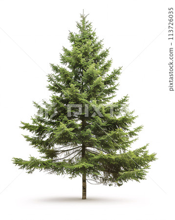 different types of  tree isolated on a solid white background 113726035