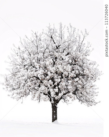 different types of  tree isolated on a solid white background 113726040