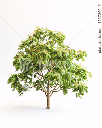 different types of  tree isolated on a solid white background 113726043