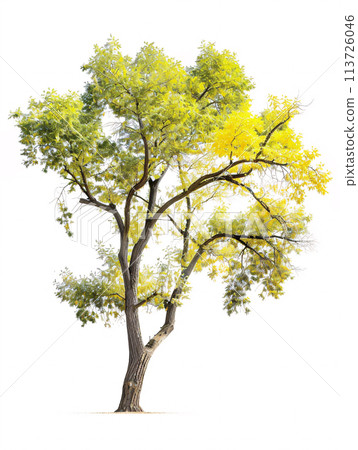 different types of  tree isolated on a solid white background 113726046