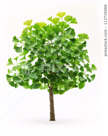 different types of  tree isolated on a solid white background 113726066
