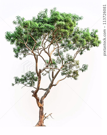 different types of  tree isolated on a solid white background 113726081