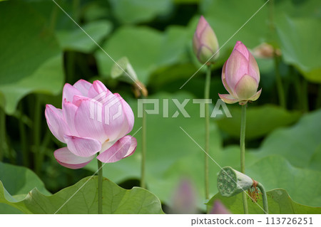 蓮花花蕾和粉紅色的花朵開始綻放 蓮花花蕾和粉紅色的花朵開始綻放 113726251