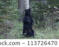 Brown bear rubbing its back 113726470