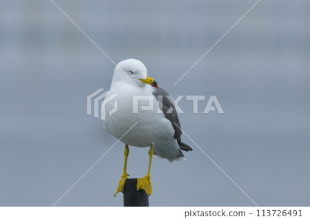 雌貓 雌貓 113726491