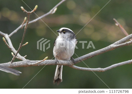 長尾山雀 長尾山雀 113726796