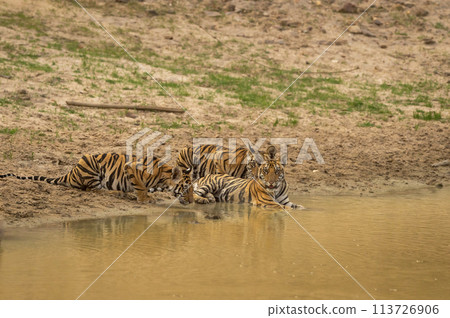 three new born wild tiger or panthera tigris cubs together drinking water in natural source in dry hot summer season safari at bandhavgarh national park forest reserve madhya pradesh india three new born wild tiger or panthera tigris cubs together drinking water in natural source in dry hot summer season safari at bandhavgarh national park forest reserve madhya pradesh india 113726906