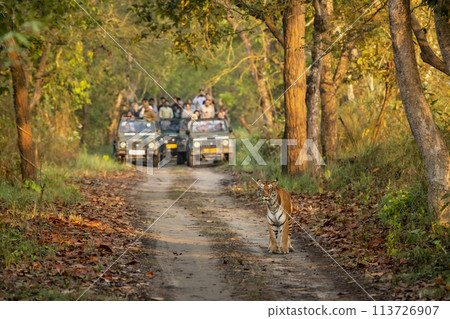 wild female tiger or panthera tigris a showstopper head on road in morning territory stroll and blurred safari vehicles tourist in background pilibhit national park forest reserve uttar pradesh india 113726907