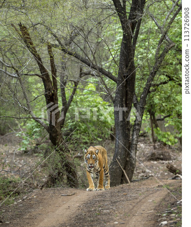 wild female bengal tiger or panthera tigris a showstopper walking head on safari track road in morning territory stroll natural green bacground ranthambore national park forest reserve rajasthan india 113726908